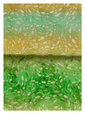 R9 - COTTON SILK